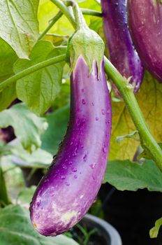 Fresh violet eggplant in the garden