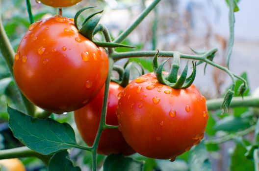 Tomatoes grown in the organic garden.