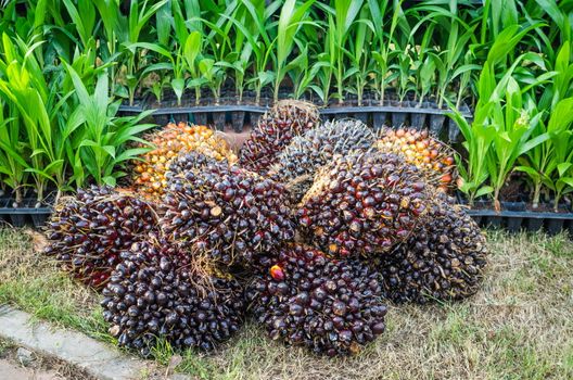 Pile of Palm Oil Fruits with Seedlings