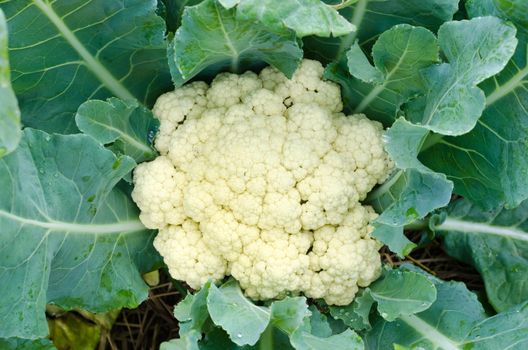 cauliflower in the garden