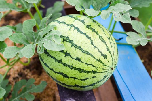 Watermelons on the green watermelon plantation in the summer