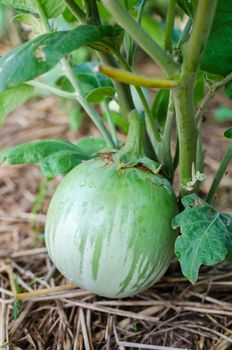 Fresh green round eggplant  growing in the garden