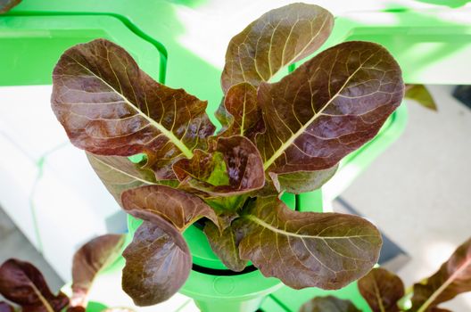 vegetables hydroponics farm