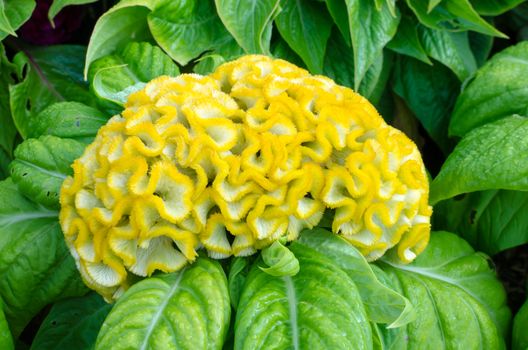 yellow Cockscomb flower blooming in the garden.