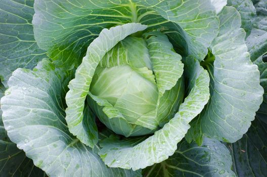 Cabbage growing. Top view, cultivated plant eaten as a vegetable, having thick green  leaves surrounding a spherical heart or head of young leaves.