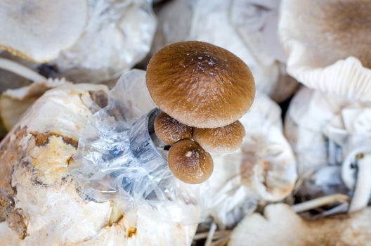 Fresh Mushrooms growing in soil and sawdust in plastic bag. Cultivation of  Mushrooms.