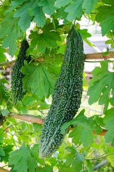 bitter gourd,bitter melon,bitter cucumber,balsam pear,bitter squash hangs on lush green vines