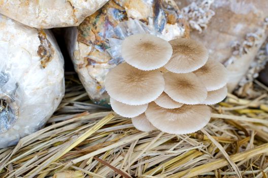 Fresh Mushrooms growing in soil and sawdust in plastic bag. Cultivation of  Mushrooms.