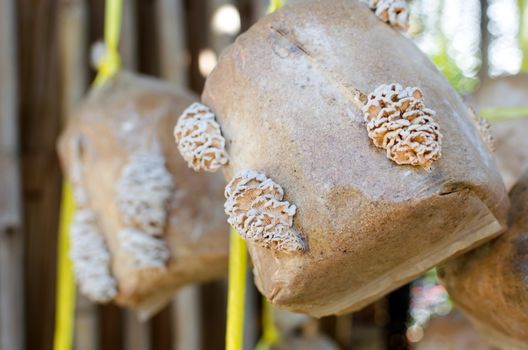 Mushrooms (Schizophyllum commune)  growing in soil and sawdust in plastic bag.