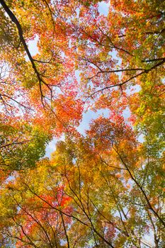 The warm autumn sun shining through colorful treetops, with beautiful bright blue sky. Vertical composition.