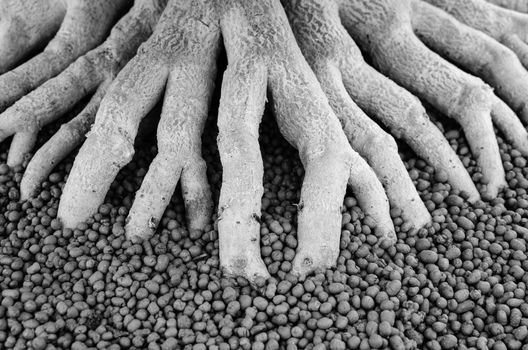 Black and white abstract tree roots on the ground