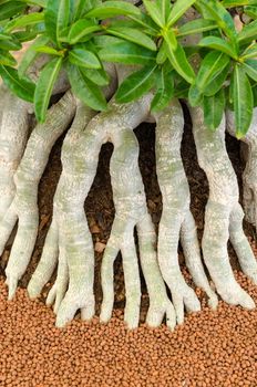 root of the tree. roots of the Impala Lily.