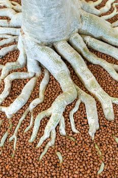 root of the tree. roots of the Impala Lily.