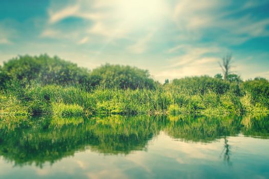 Green grass by a lake in the summertime