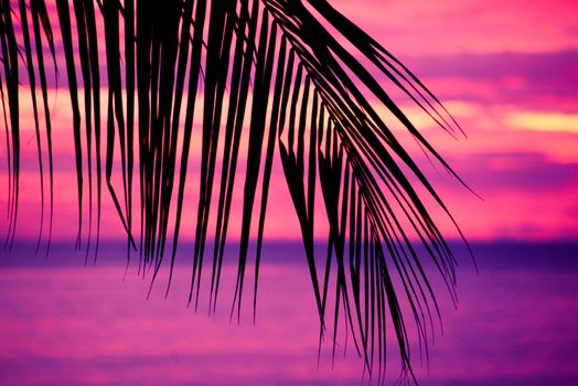 Tropical sunset with silhouette of a palm tree leaf