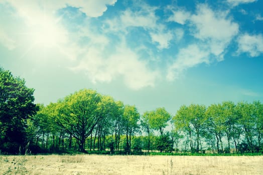 Green trees in a summer landscape with dramatic sky