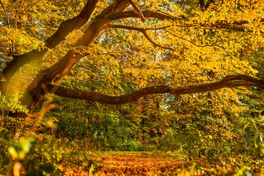 Colorful forest with autumn colors in the fall