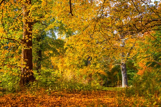 Trees in beautiful warm colors in the fall