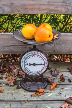 Old weight with yellow apples in the autumn