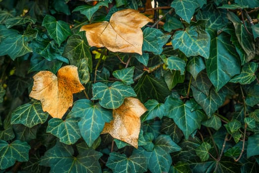 Ivy with green and golden leaves in the autumn