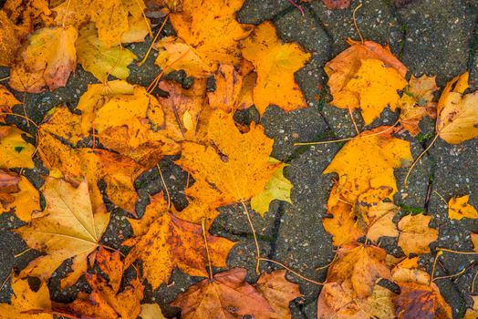 Colorful leaves on the sidewalk in autumn