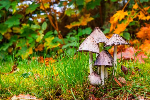 Mushrooms in the forest in the fall