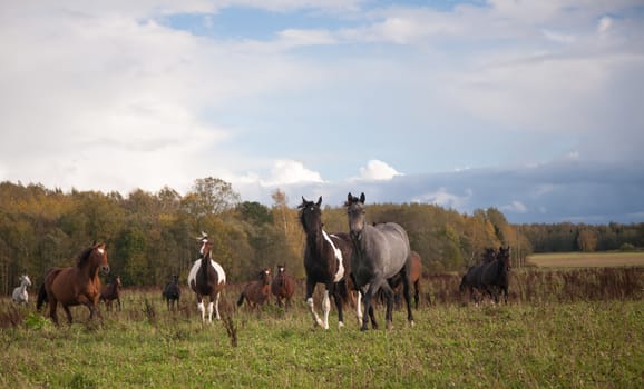 Horses in Field