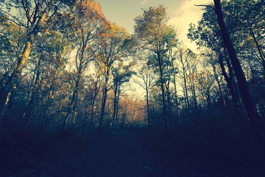 Autumn forest with colorful trees in the evening