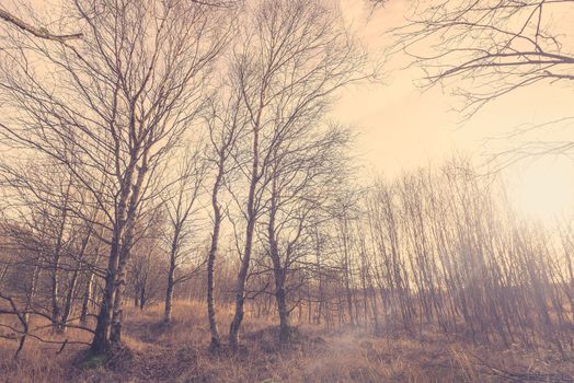 Birch forest in Denmark at autumn