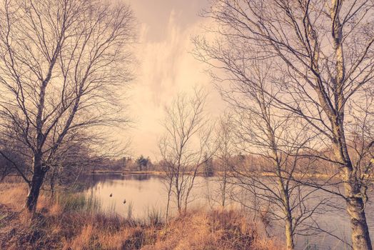 Idyllic lake with ducks in the autumn