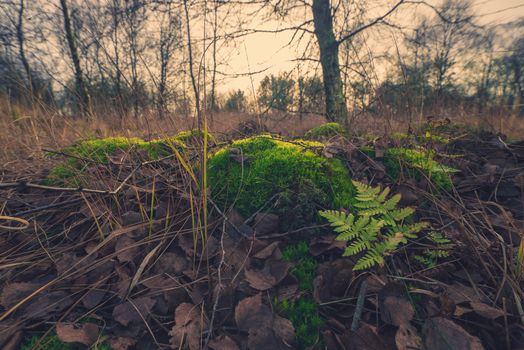 Green fern in a forest at autumn