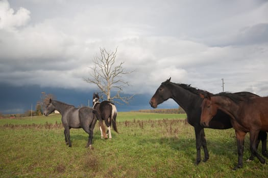 Horses in Field