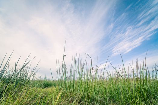 Green grass on a row and blue sky
