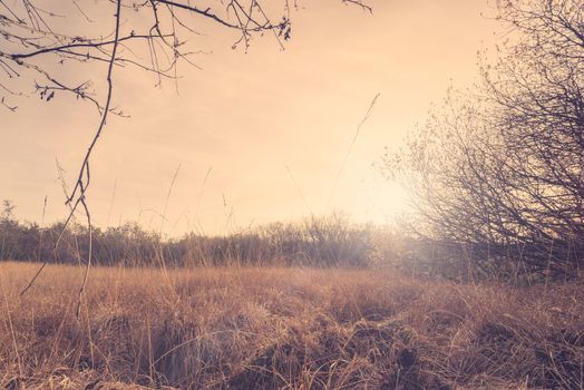 Autumn meadow with tall grass in the sunset