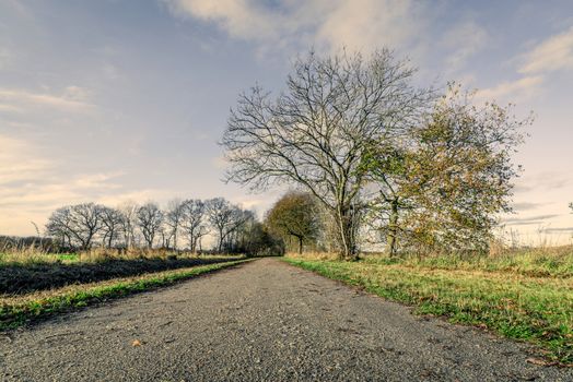 Nature path with naked trees in the late autumn