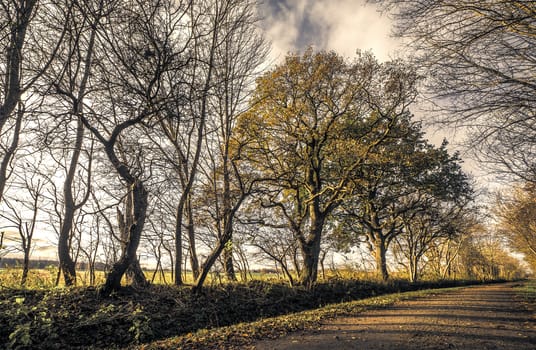 Trees by the road in a forest in the late fall