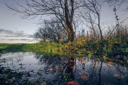 Autumn scenery with maple leaves in a puddle