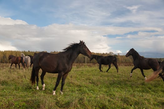 Horses in Field