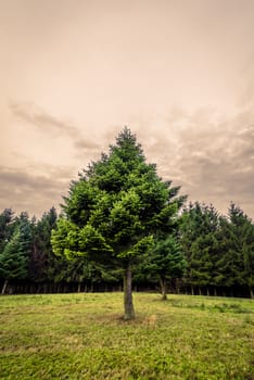 Pine tree on a green meadow by a forest