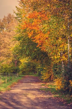 Colorful trees by a trail in a park in autumn
