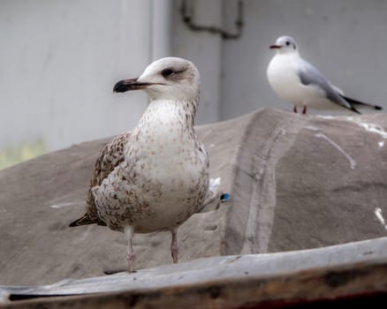 Closue up of Seaguls sitting on the roof.