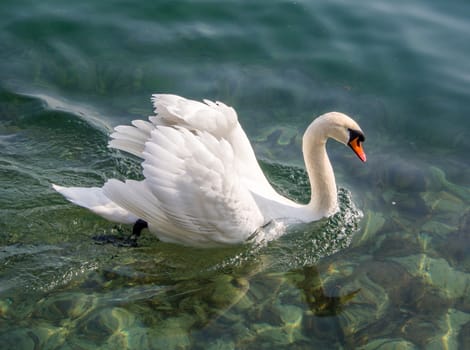 White swan swimming on a clear  lake