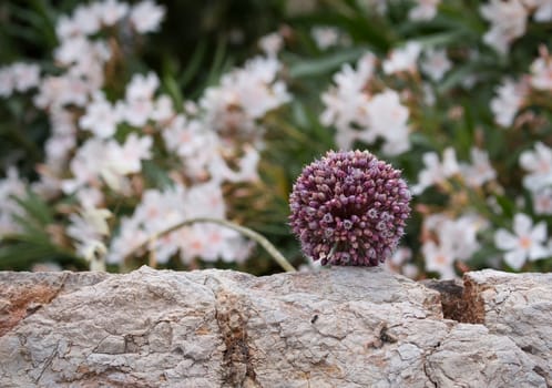 Head of the Allium flower bending down on a stone wall. Oleander blossoming bushes in the background.