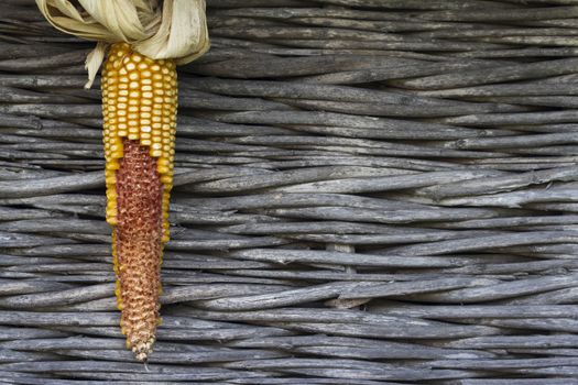 Horizontal front view of a half eaten yellow sweet maize ear on a wooden textured background
