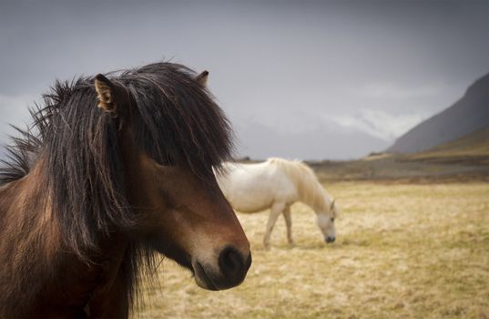 Horizontal composition of two Icelandic horses with mountains in the background near the city of Akureyri, Iceland