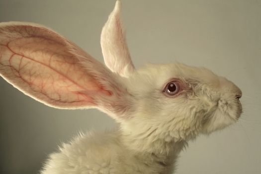 Portrait of a white rabbit with huge ears on grey background