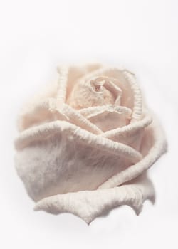 Withered white rose isolated on white background with shallow depth of field