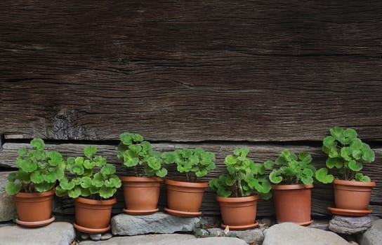 horizontal front view of seven vases with green plants standing on rocks with a wooden wall of a house in the background