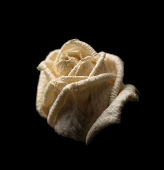 Square composition of a withered white rose on black background with shallow depth of field