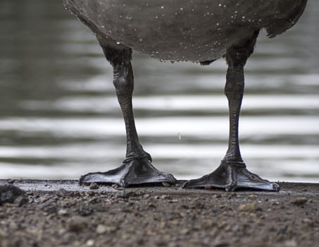 Goose feet